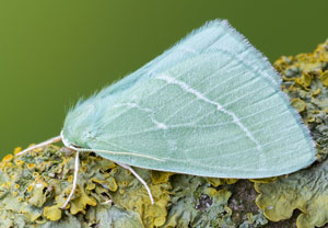 Waldreben-Grünspanner (Hemistola chrysoprasaria), 03.06.2022, Hürth