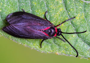 Trauerwidderchen (Aglaope infausta), 25.06.2026, Treis-Karden