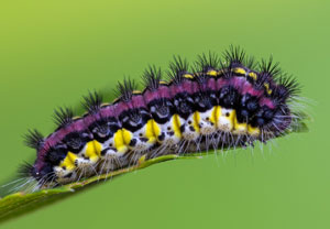 Trauerwidderchen (Aglaope infausta), 23.05.2026, Treis-Karden