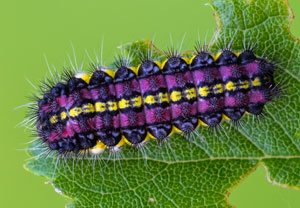 Trauerwidderchen (Aglaope infausta), 23.05.2026, Treis-Karden