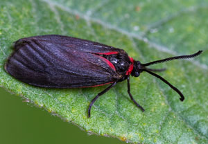 Trauerwidderchen (Aglaope infausta), 25.06.2026, Treis-Karden