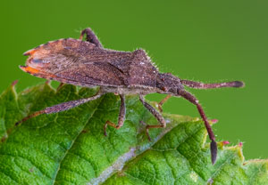 Gezähnte Randwanze (Coriomeris denticulatus), 14.06.2026, Niederzissen