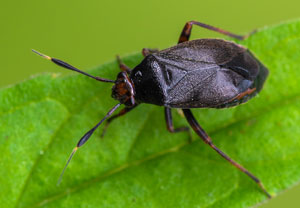 Capsus ater, 13.06.2026, Erftstadt