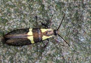 Weißbindige Faulholzmotte (Dasycera oliviella), 27.05.2026, Heimbach