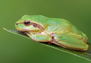 Mittelmeer-Laubfrosch (Hyla meridionalis), 28.08.2026, Anduze