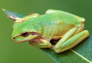 Mittelmeer-Laubfrosch (Hyla meridionalis), 28.08.2026, Anduze