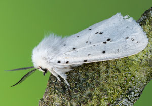Weiße Tigermotte (Spilosoma lubricipeda), 22.05.2022, Hürth
