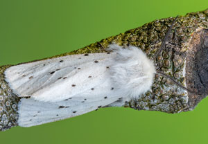 Weiße Tigermotte (Spilosoma lubricipeda), 22.05.2022, Hürth
