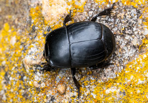 Vierfleck-Gaukler (Hister quadrimaculatus), 26.08.2026, Lasalle