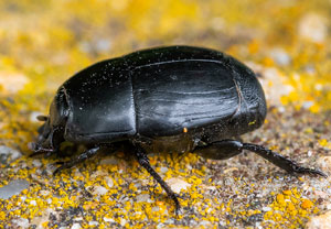 Vierfleck-Gaukler (Hister quadrimaculatus)