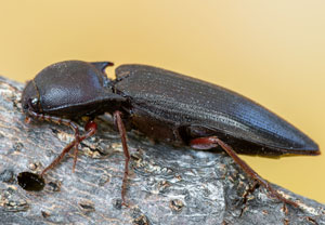 Pittonotus theseus, 12.08.2026, Medulin
