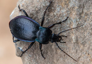 Carabus monticola, 30.08.2026, Biella