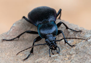 Carabus monticola, 30.08.2026, Biella