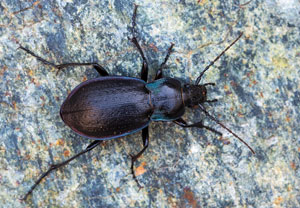 Carabus monticola, 23.08.2026, Biella