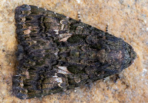 Südliche Zaunwinden-Trauereule (Aedia leucomelas), 23.08.2026, Dormelletto