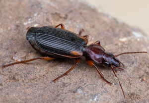 Cymindis scapularis, 30.08.2026, Biella