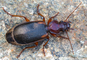 Cymindis scapularis, 23.08.2026, Biella