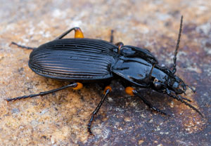 Pterostichus pinguis, 23.08.2026, Biella