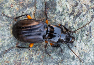 Pterostichus pinguis, 23.08.2026, Biella