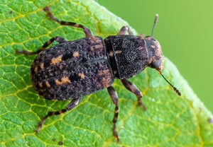 Ulorhinus bilineatus, 22.08.2026, Dormelletto
