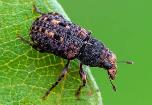 Ulorhinus bilineatus, 22.08.2026, Dormelletto