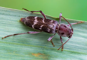 Xylotrechus stebbingi, 21.08.2026, Dormelletto