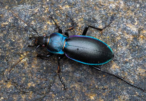 Carabus germarii, 21.08.2026, Novara