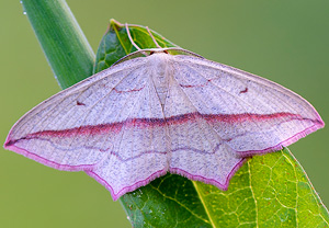 Ampferspanner (Timandra comae), 11.05.2014
