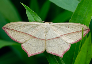 Ampferspanner (Timandra comae) &ndash; Foto 1