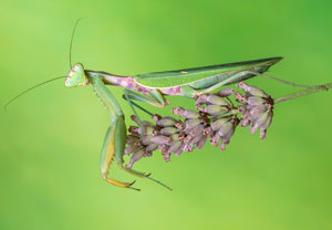 Hierodula transcaucasica, 12.08.2026, Medulin
