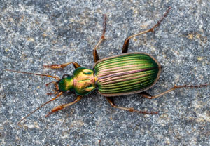Chlaenius spoliatus, 19.08.2026, Novara