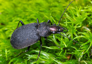 Chlaenius tristis, 21.08.2026, Novara