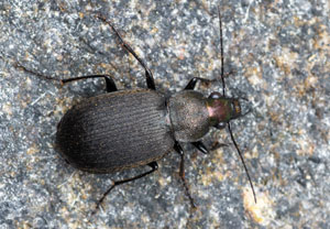 Chlaenius tristis, 19.08.2026, Novara
