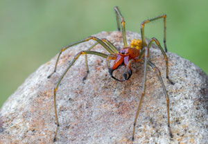 Ammen-Dornfinger (Cheiracanthium punctorium), 05.08.2026, Wyry