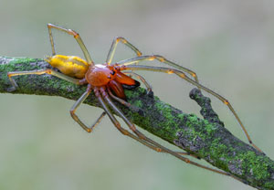 Ammen-Dornfinger (Cheiracanthium punctorium), 03.08.2026, Wyry