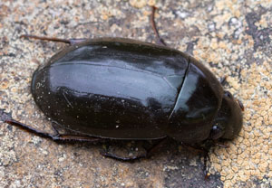 Kleiner Kolbenwasserkäfer (Hydrochara caraboides), 02.08.2026, Wyry