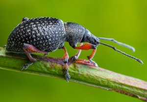 Schwarzer Rüsselkäfer (Otiorhynchus coecus), 29.07.2026, Powiat Nowotarski