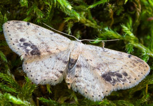 Braungewinkelter Zwergspanner (Idaea dimidiata), 31.07.2026, Wyry