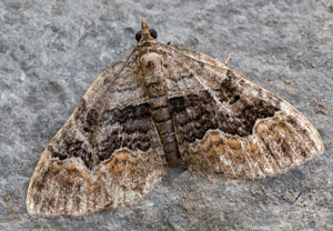 Vierbinden-Blattspanner (Xanthorhoe quadrifasiata), 01.08.2026, Wyry