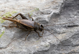 Südliche Grille (Eumodicogryllus bordigalensis), 01.08.2026, Wyry