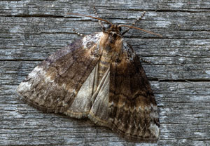 Birken-Eulenspinner (Tetheella fluctuosa), 28.07.2026, Wyry