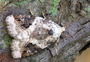Dreieck-Grasmotteneulchen (Pseudeustrotia candidula), 27.07.2026, Wyry