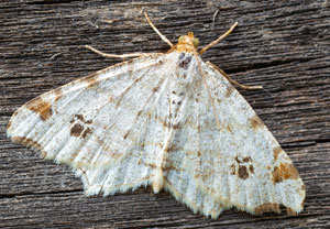Hellgrauer Eckflügelspanner (Macaria notata), 23.07.2026, Wyry