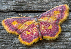 Purpurstreifen-Zwergspanner (Idaea muricata), 20.07.2026, Wyry