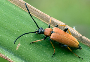 Rothalsbock (Stictoleptura rubra) &ndash; Foto 3