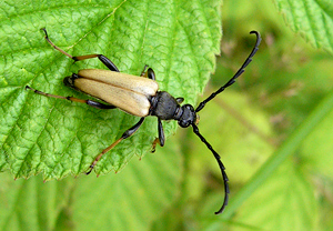 Rothalsbock (Stictoleptura rubra) &ndash; Foto 4