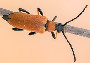 Rothalsbock (Stictoleptura rubra), 11.08.2012