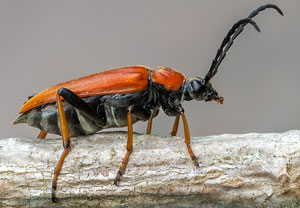Rothalsbock (Stictoleptura rubra), 02.08.2020