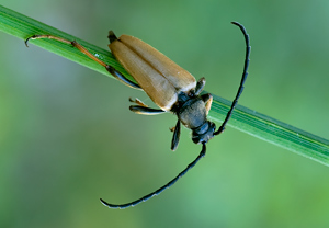 Rothalsbock (Stictoleptura rubra) &ndash; Foto 1