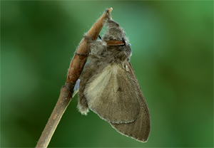Buchen-Streckfuß (Calliteara pudibunda) – Foto 2